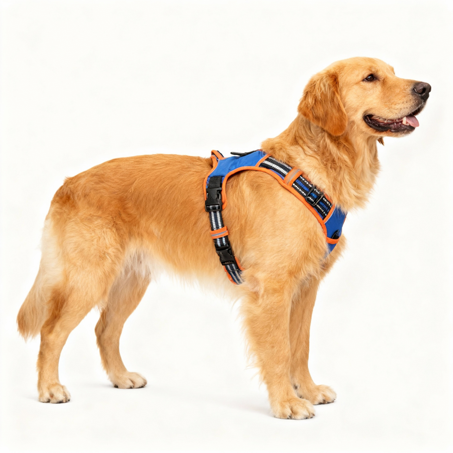 Dog Harness