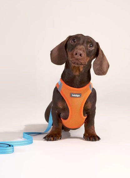 Minifit Small Dog Harness and Leash Set