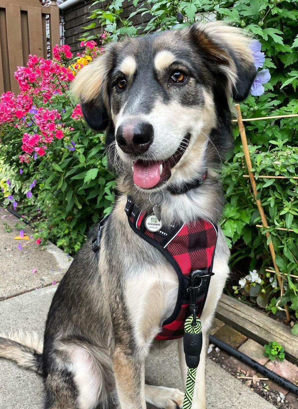 Urban Grid No Pull Dog Harness