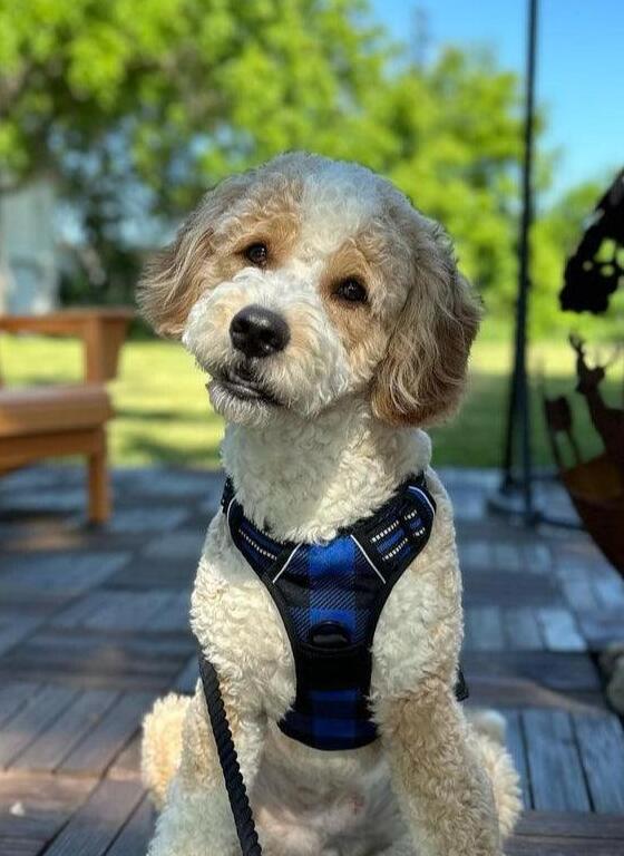 Urban Grid No Pull Dog Harness