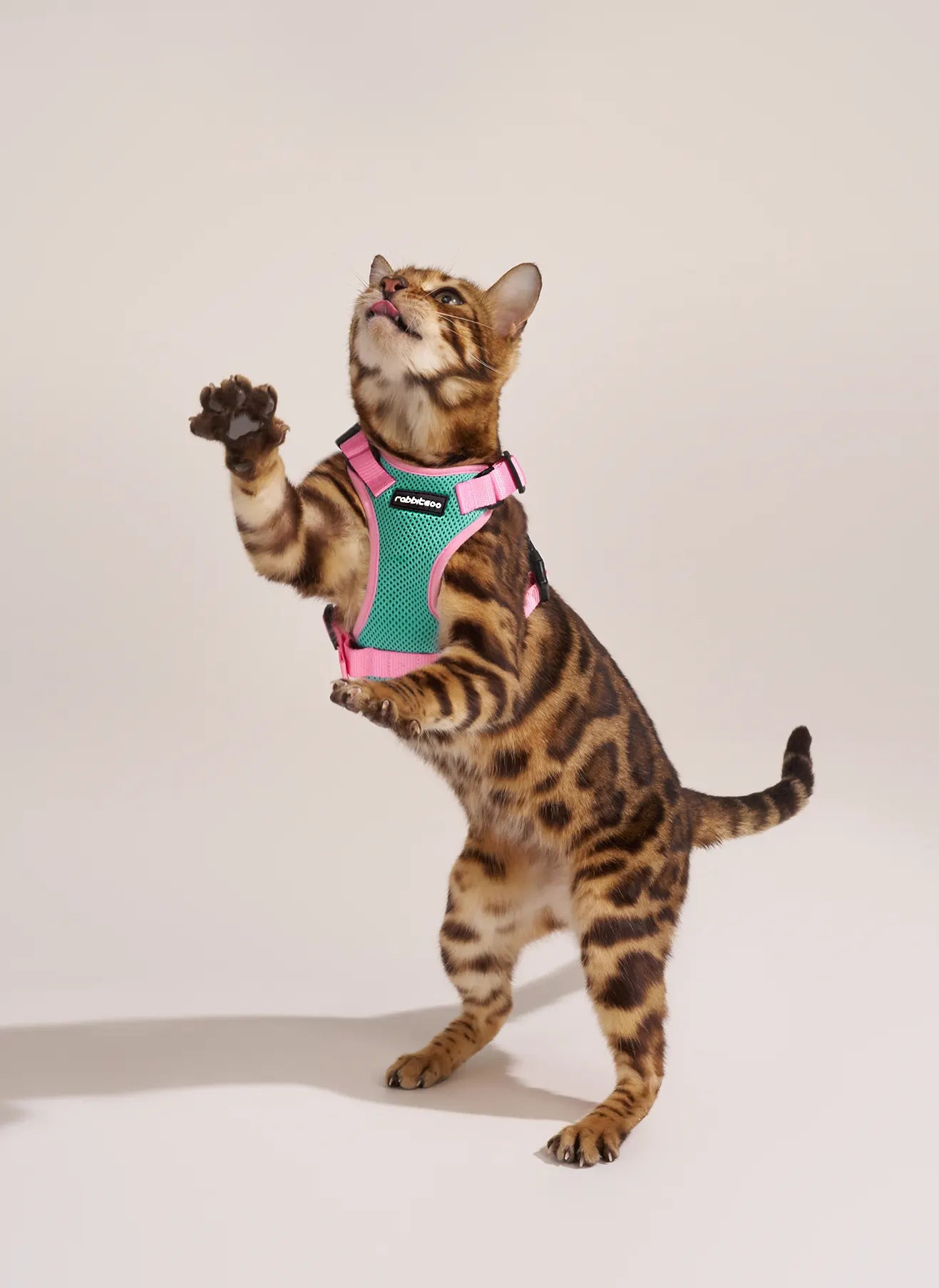 Rabbitgoo Fusion Adjustable cat harness and leash set