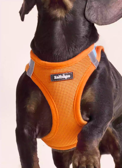 Minifit Small Dog Harness and Leash Set