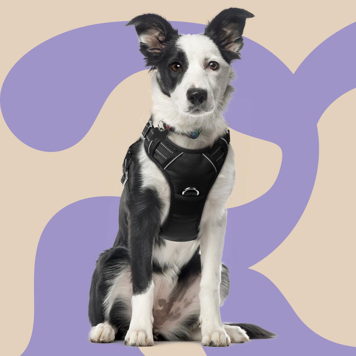 No Pull Dog Harness and Leash Set