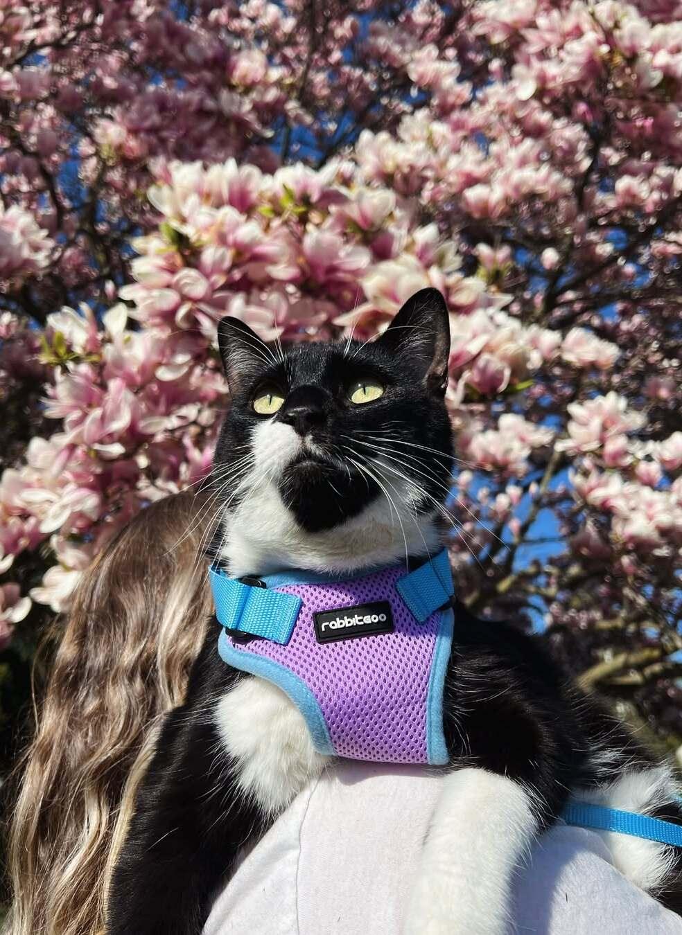 Rabbitgoo Fusion Adjustable cat harness and leash set