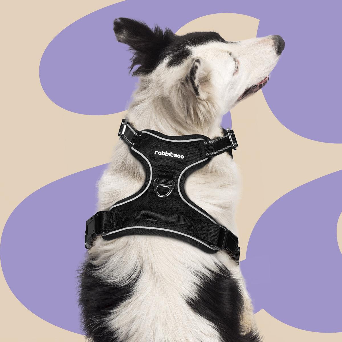 No Pull Dog Harness and Leash Set