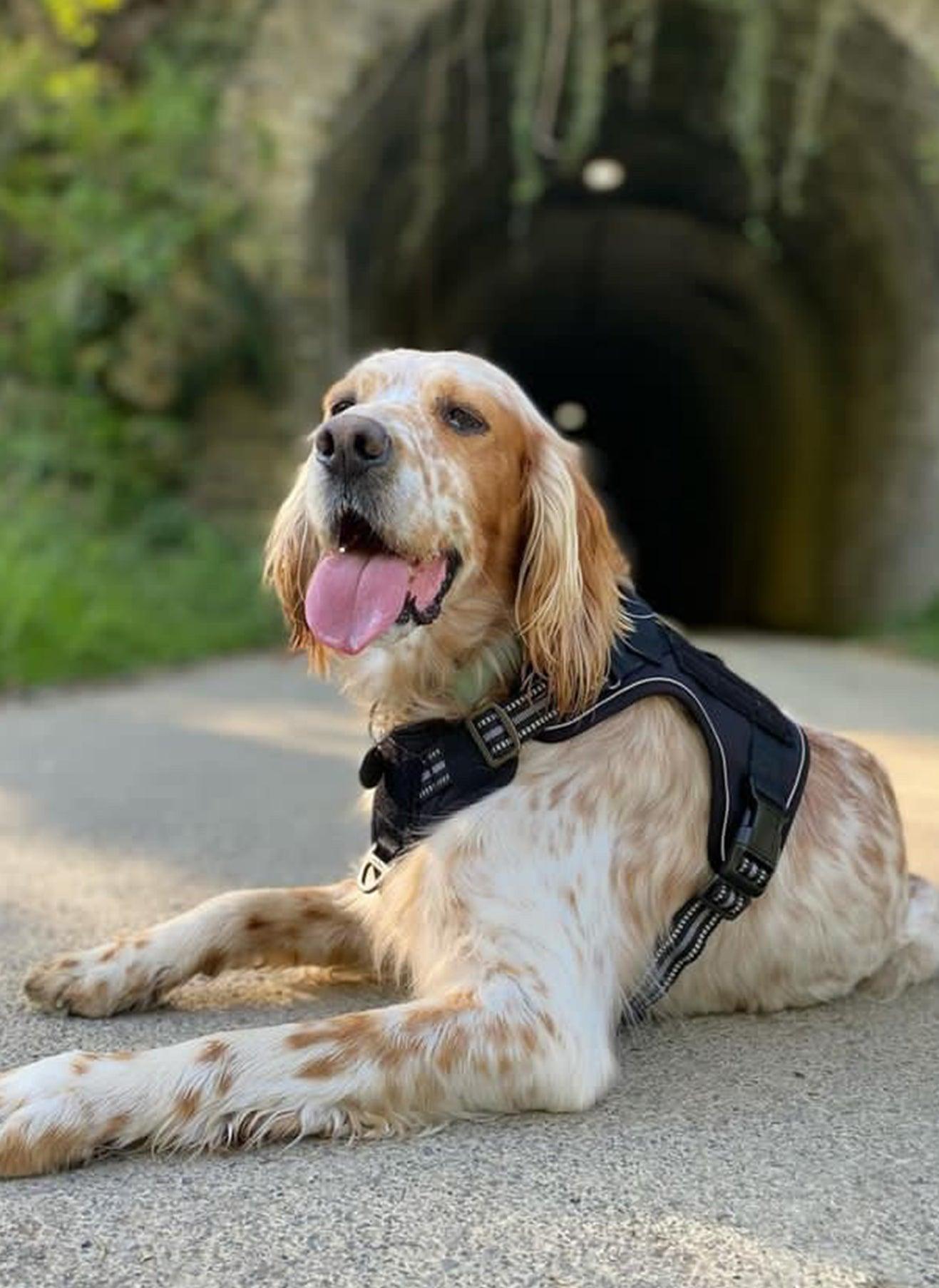 Solid Escape Proof Tactical Dog Vest Harness