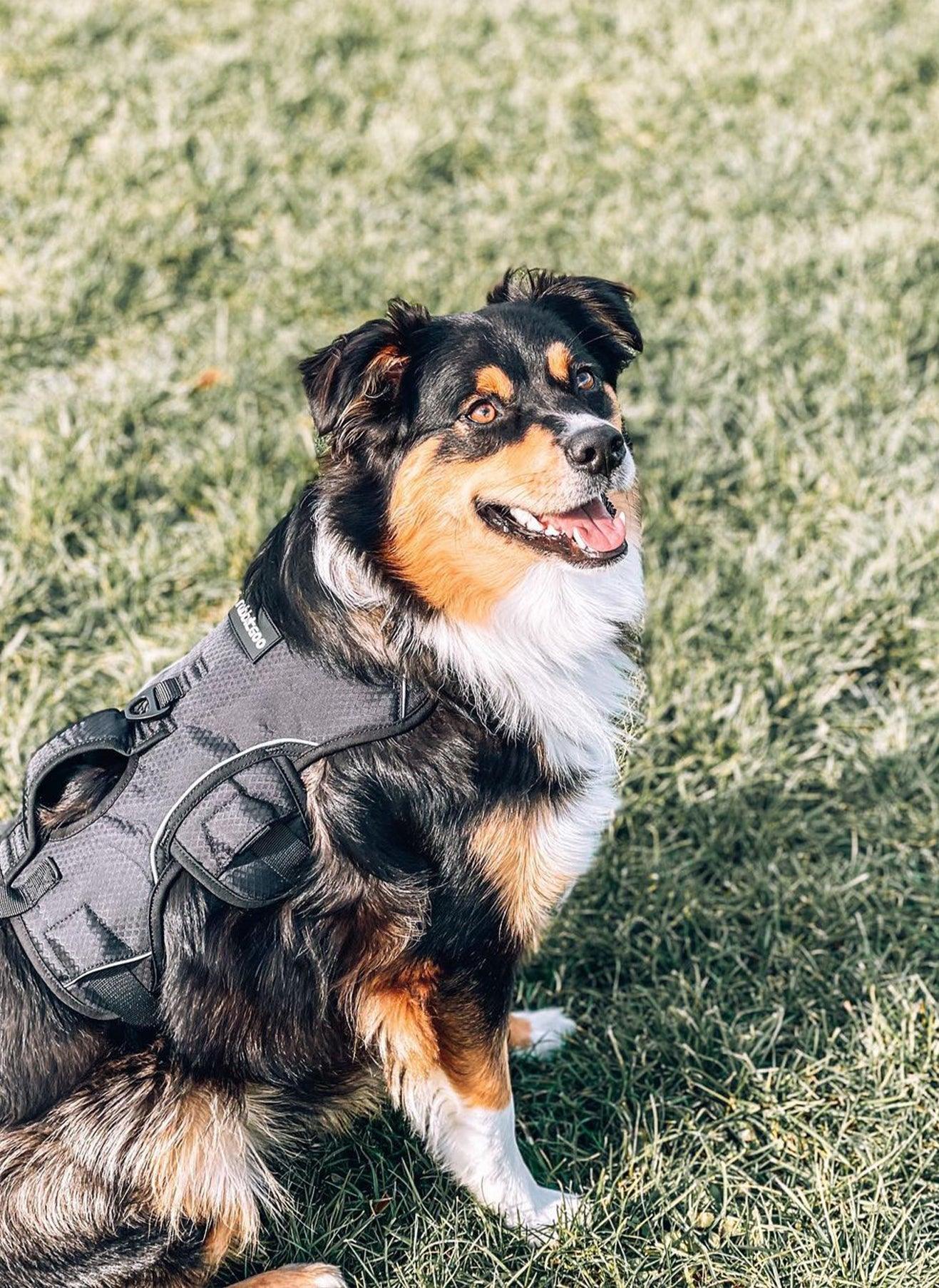 Lift Assist Large Dog Harness with Handle