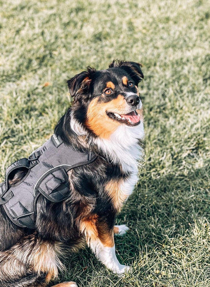 Lift Assist Large Dog Harness with Handle