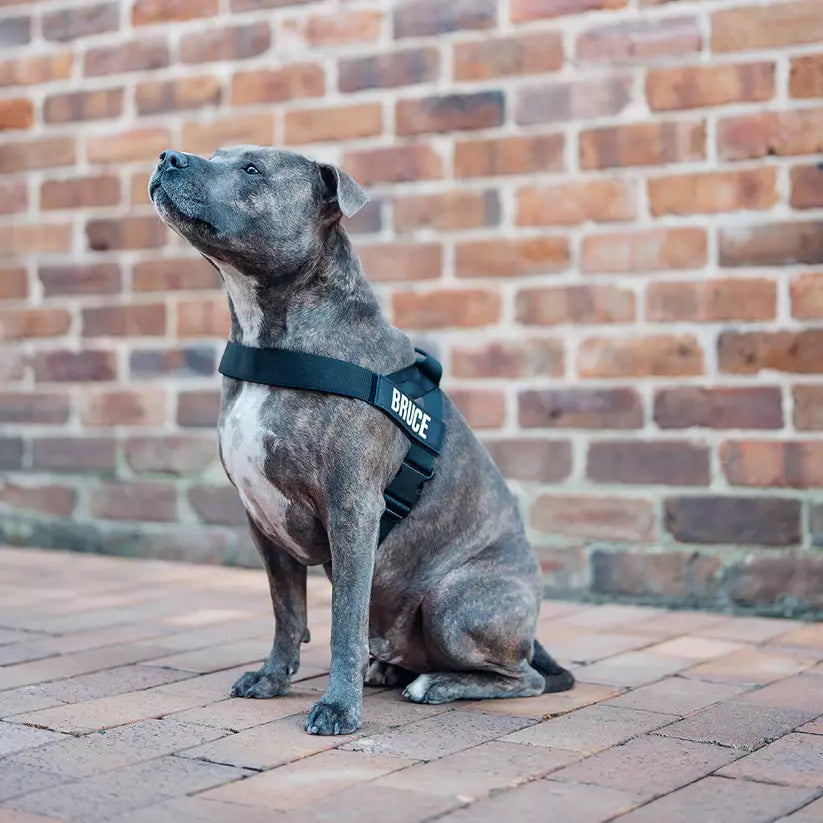 Puppioo Classic No Pull Harness #black