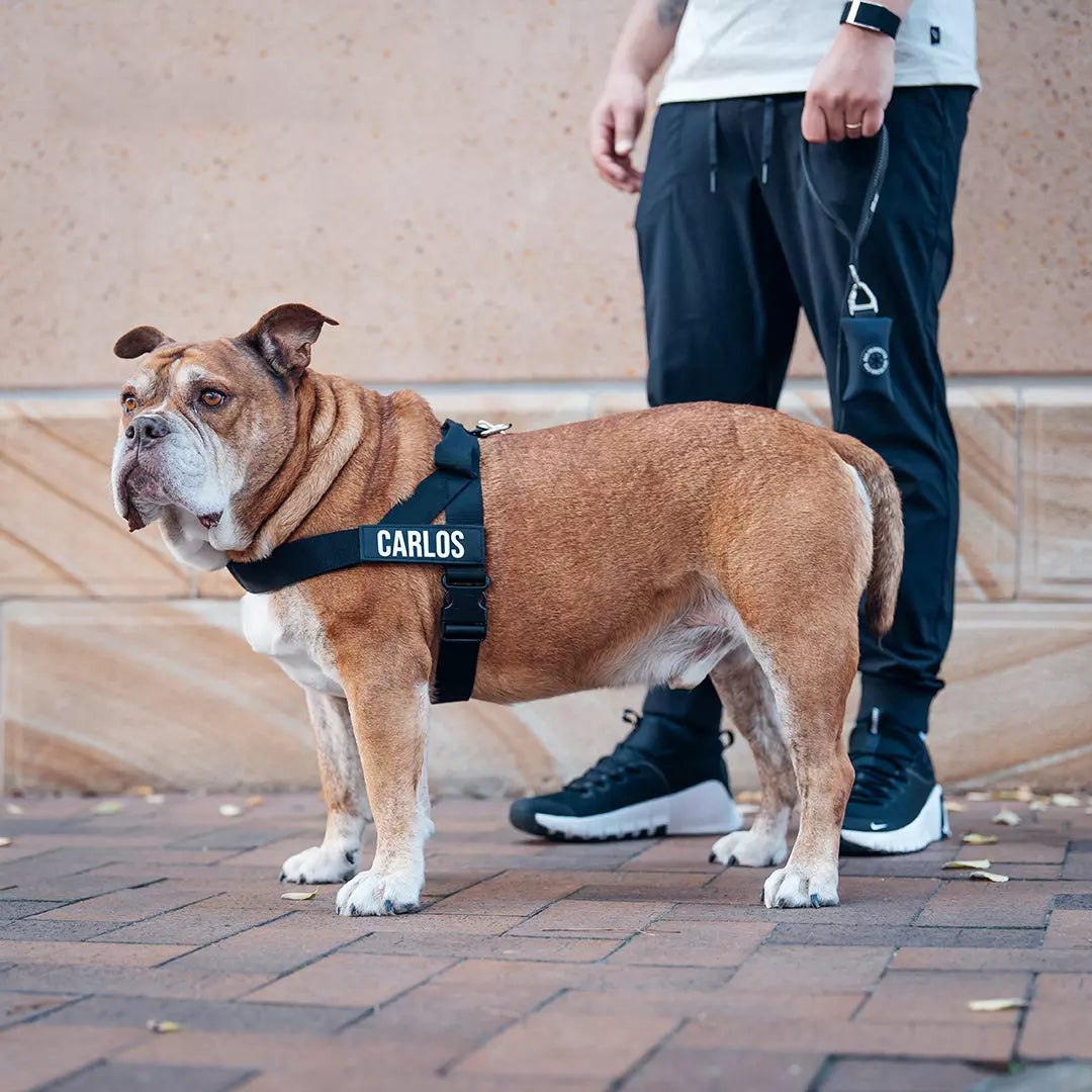 Puppioo Classic No Pull Harness #black