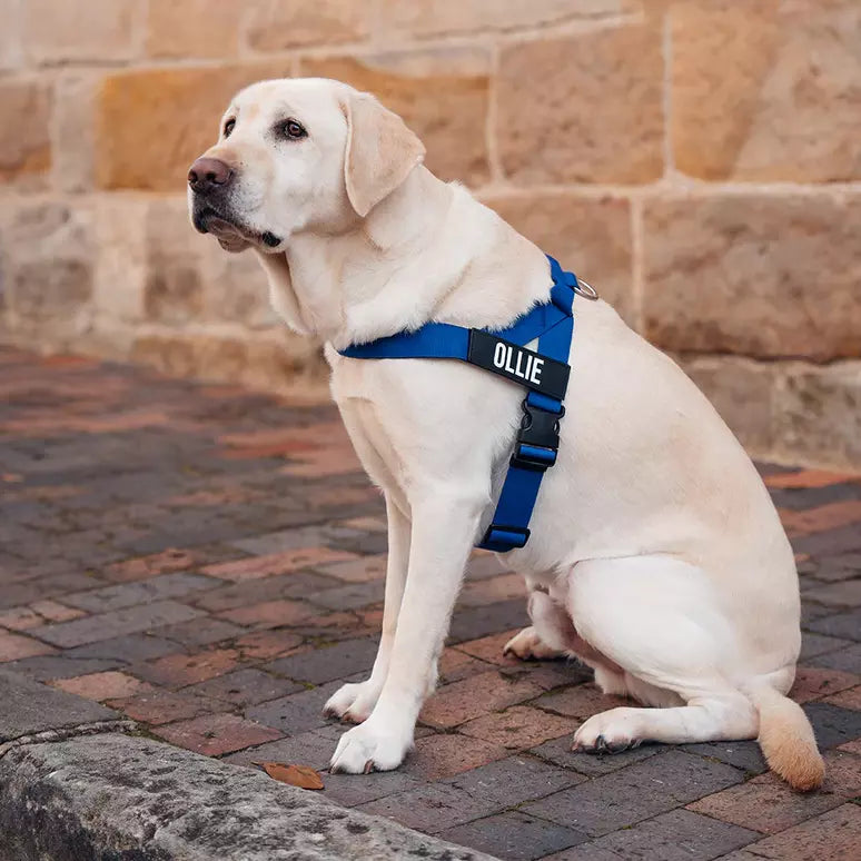 Puppioo Classic No Pull Harness #blue