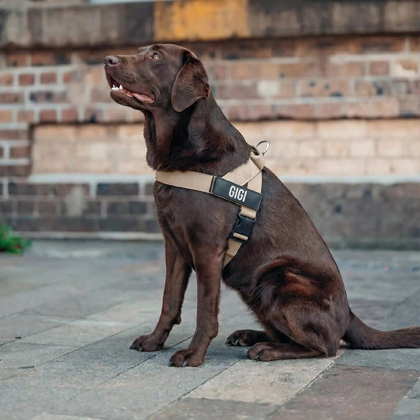 Puppioo Classic No Pull Harness #beige