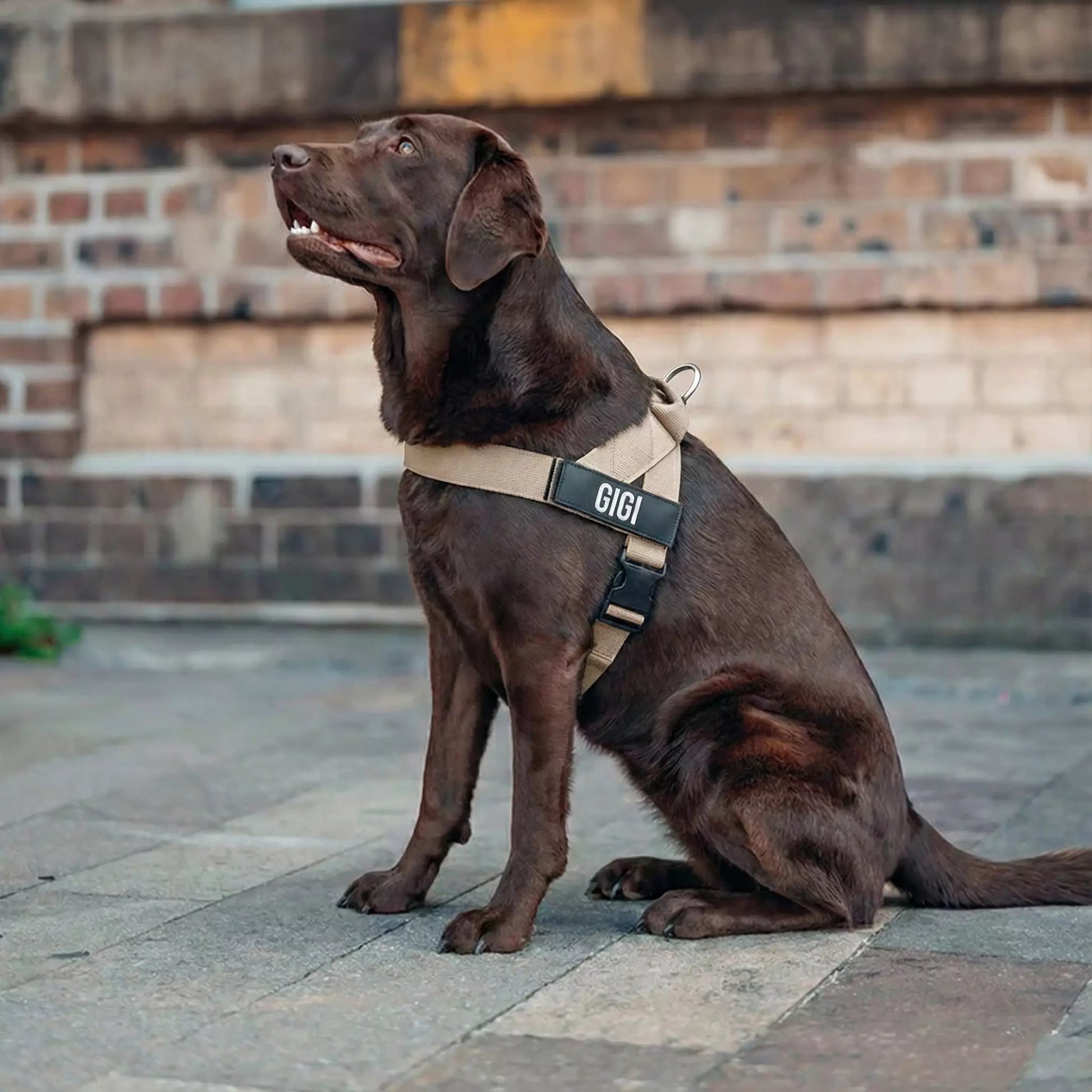 Puppioo Classic No Pull Harness #beige