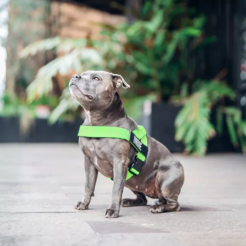 Puppioo Classic No Pull Harness #light green