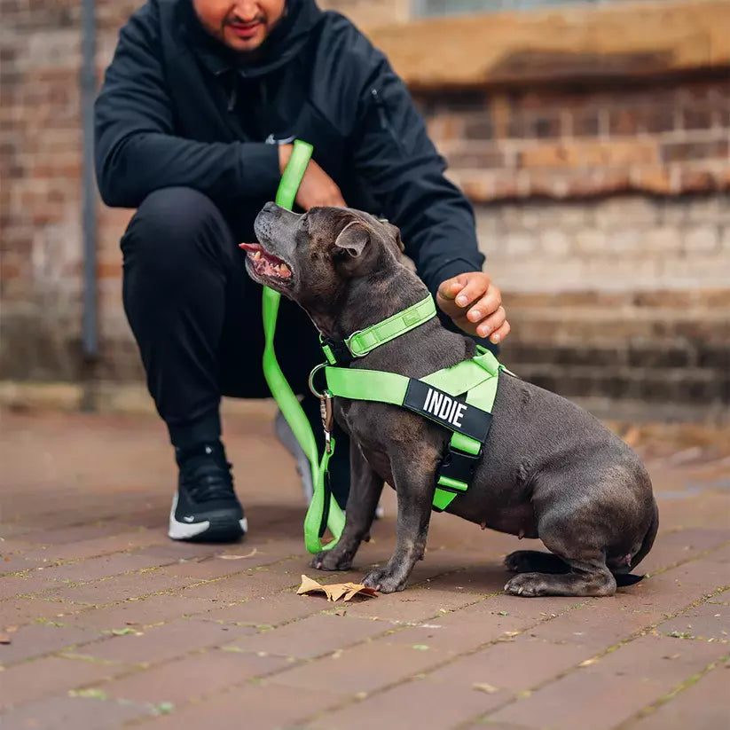 Puppioo Classic No Pull Harness #light green