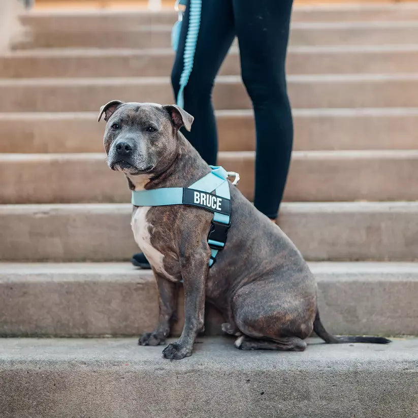 Puppioo Classic No Pull Harness #sky blue