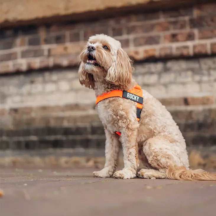 Puppioo Classic No Pull Harness #orange