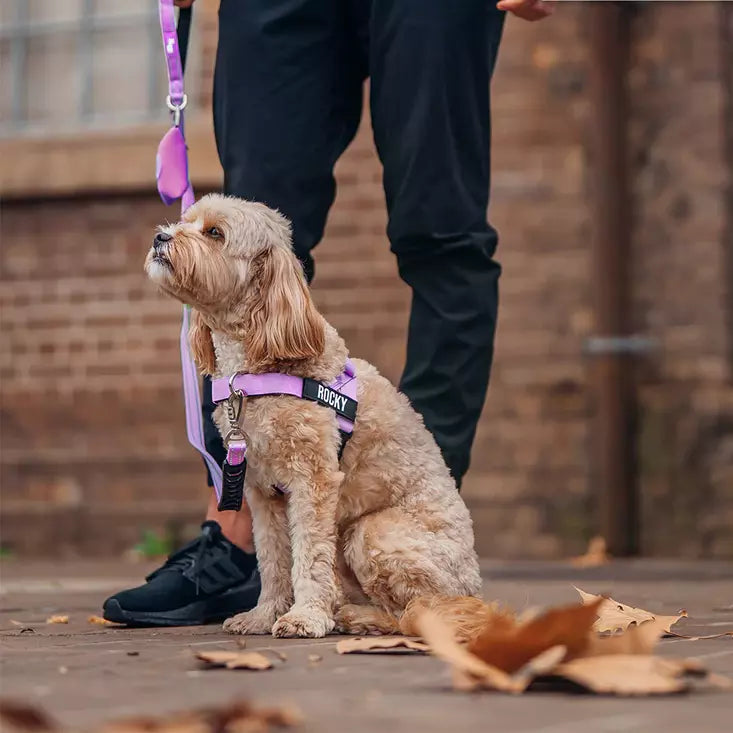 Puppioo Classic No Pull Harness #purple