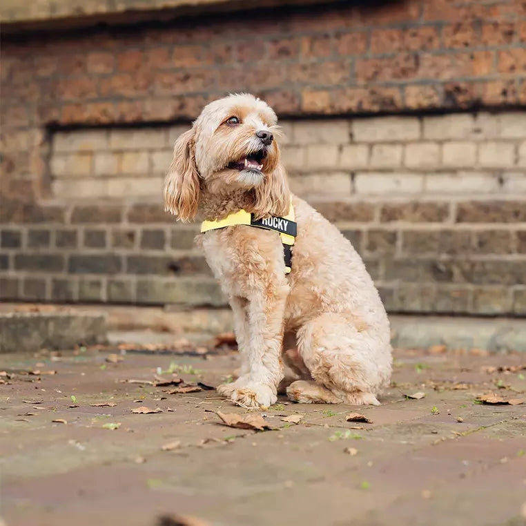 Puppioo Classic No Pull Harness #yellow