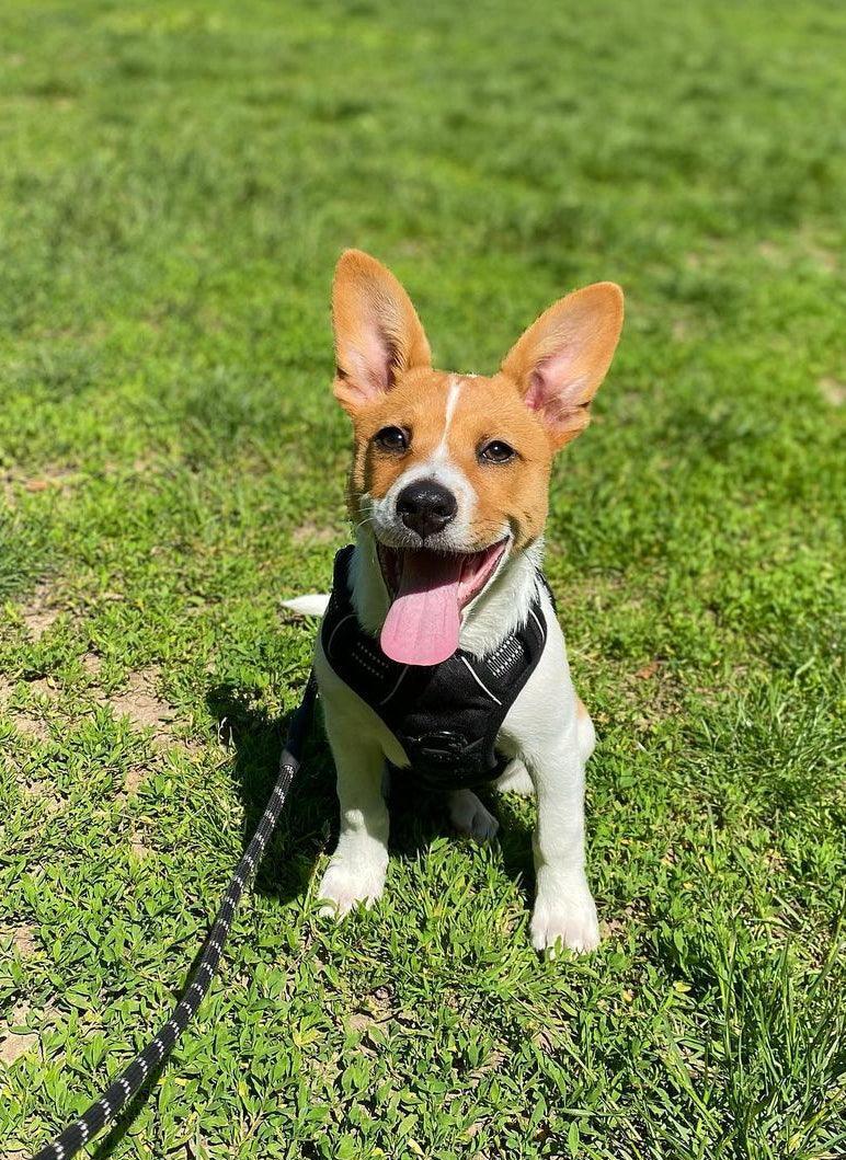 No Pull Dog Harness and Leash Set