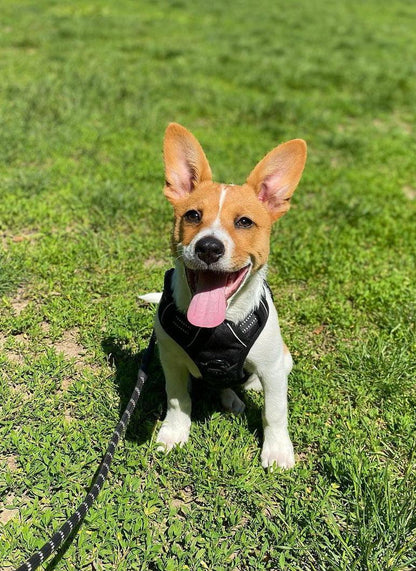 No Pull Dog Harness and Leash Set