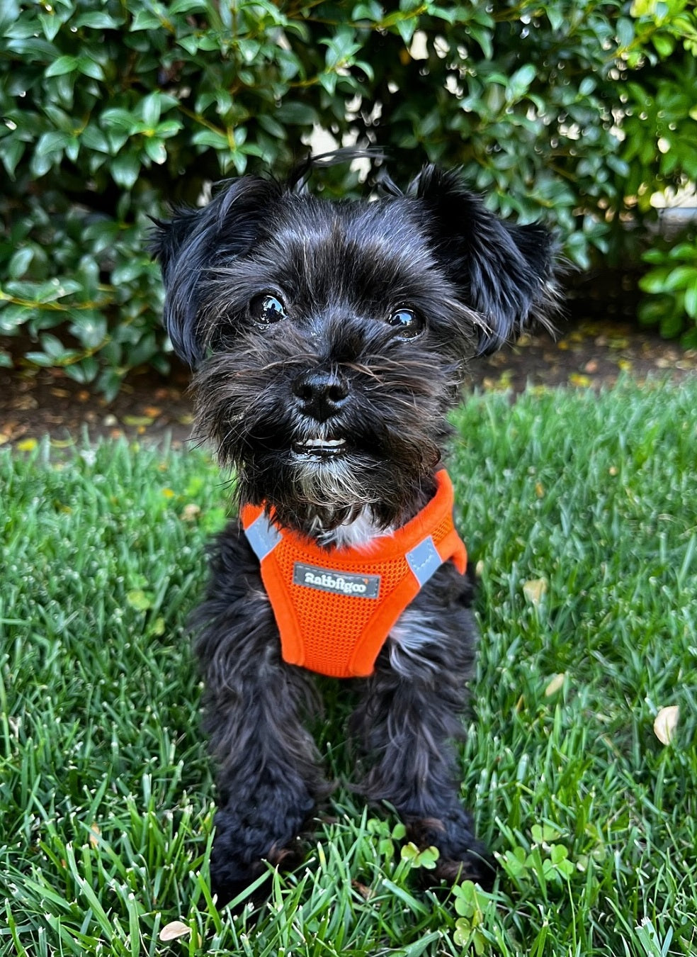 Minifit Small Step-in Dog Harness